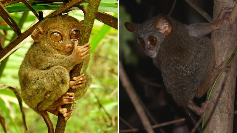 Môi trường sống của khỉ lùn Tarsier Môi trường sống của khỉ lùn Tarsier