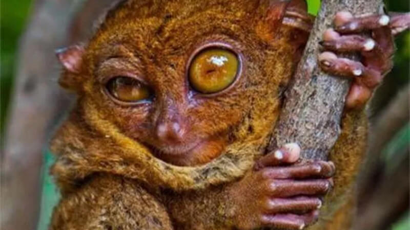 Khỉ lùn Tarsier là gì và sống ở đâu? Khỉ lùn Tarsier là gì và sống ở đâu?