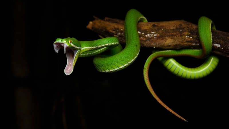 Đặc điểm nhận biết rắn lục xanh độc