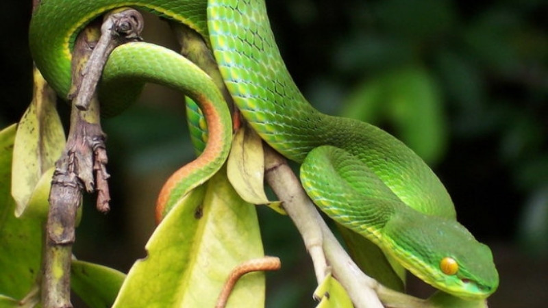 Các câu hỏi thường gặp về rắn lục xanh