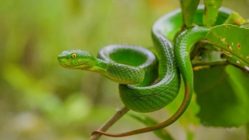 Xử lý khi bị rắn lục xanh cắn