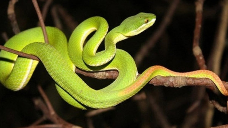 Rắn lục xanh sống ở đâu và ăn gì?