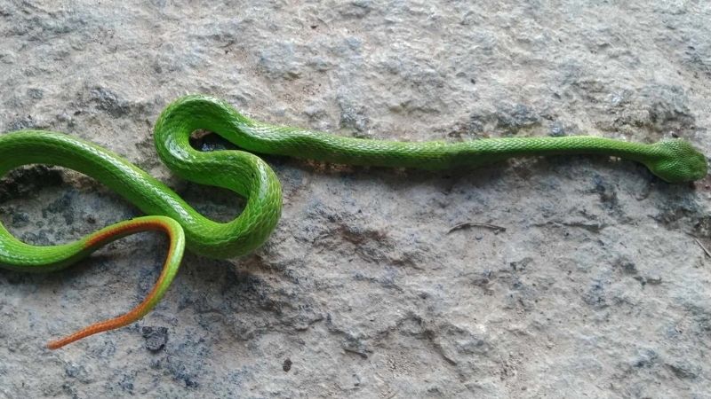 Rắn lục xanh có độc không? Mức độ nguy hiểm của nọc độc