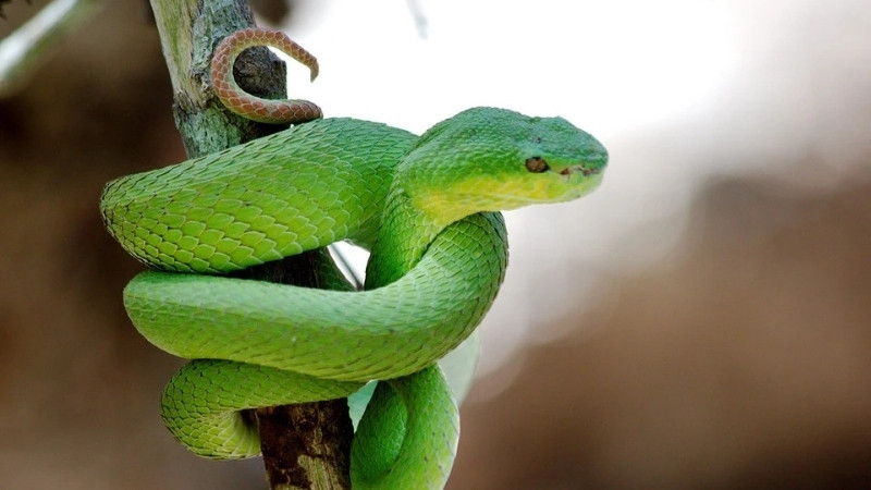 Rắn lục xanh là gì? Đặc điểm và phân loại khoa học
