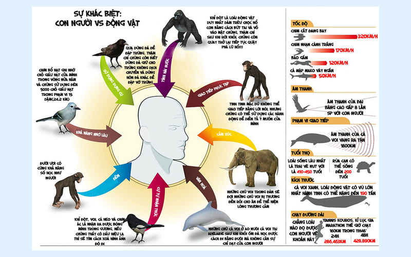 So sánh trí thông minh động vật với con người