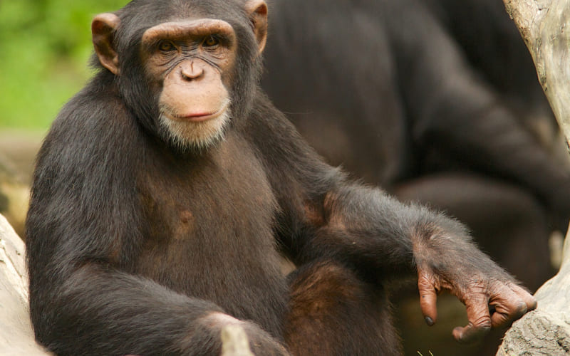 Tinh tinh (Chimpanzee)