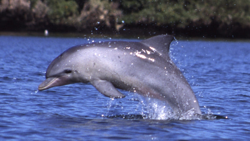 Cá heo mũi chai (Bottlenose Dolphin)
