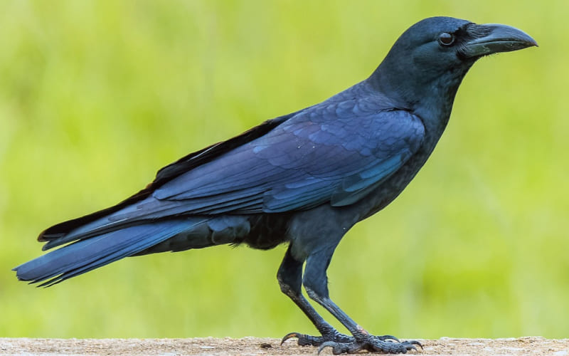 Quạ (Crow, đặc biệt là New Caledonian Crow)
