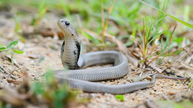 Rắn hổ mèo có nguy cấp không? Tình trạng bảo tồn