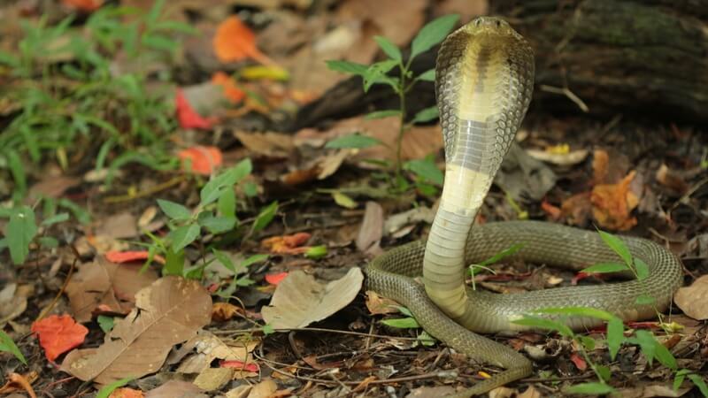 Rắn hổ mèo là gì? Đặc điểm ngoại hình và phân loại khoa học