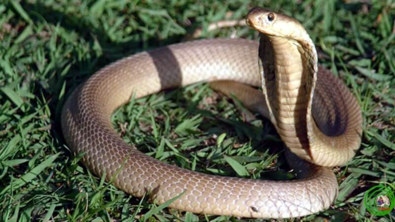 Xử lý khi bị rắn hổ mèo cắn