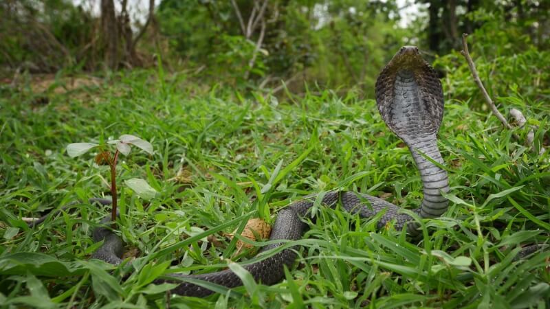 Các câu hỏi thường gặp về rắn hổ mèo