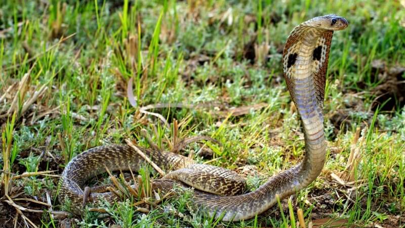Rắn hổ mèo có độc không? Mức độ nguy hiểm của nọc độc