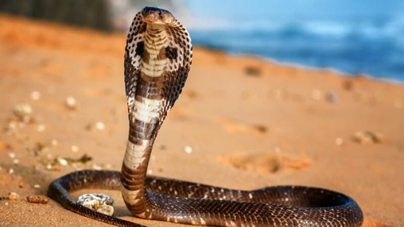 Phòng tránh khi gặp rắn hổ mèo