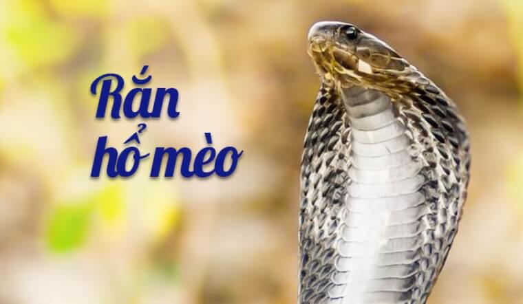 Rắn hổ mèo là gì? Đặc điểm, độc tính và cách xử lý khi bị rắn hổ mèo cắn