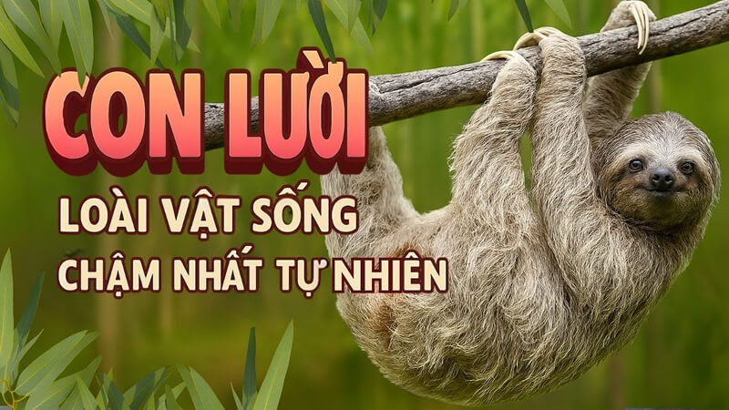Tại sao con lười di chuyển chậm? Tại sao con lười di chuyển chậm?