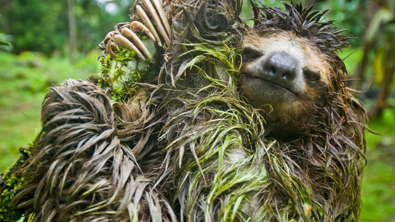 Con lười có nguy cấp không? Con lười có nguy cấp không?