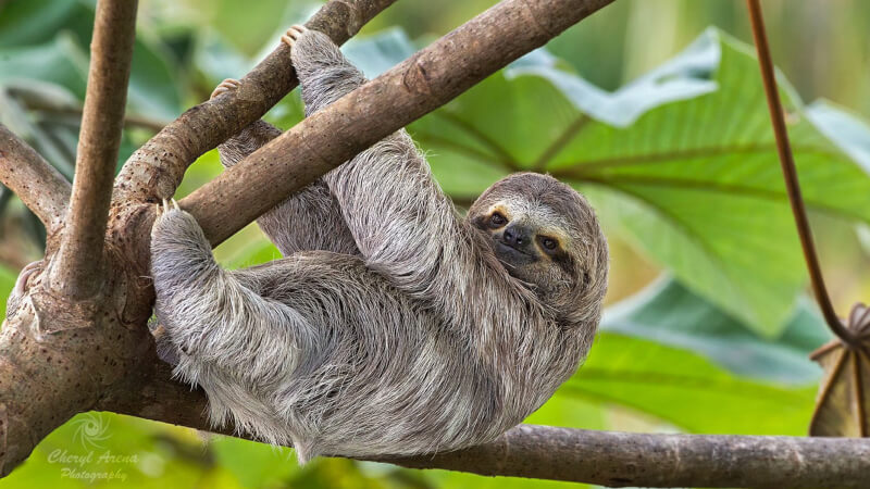 Môi trường sống của con lười Môi trường sống của con lười