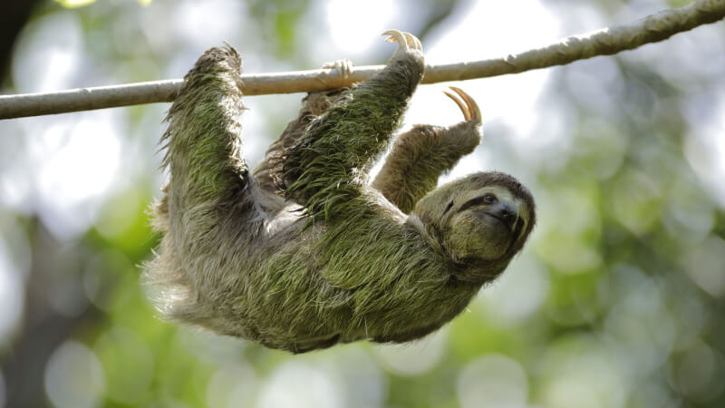 Đặc điểm ngoại hình con lười Đặc điểm ngoại hình con lười