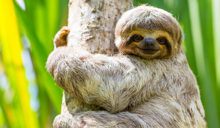 Tại sao con lười di chuyển chậm? Bí mật về loài động vật “lười biếng” nhất