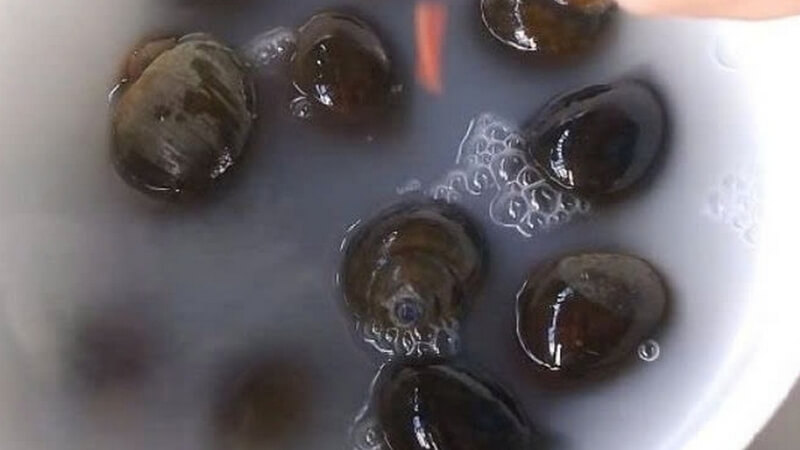 Sơ chế sạch ốc lác trước khi chế biến