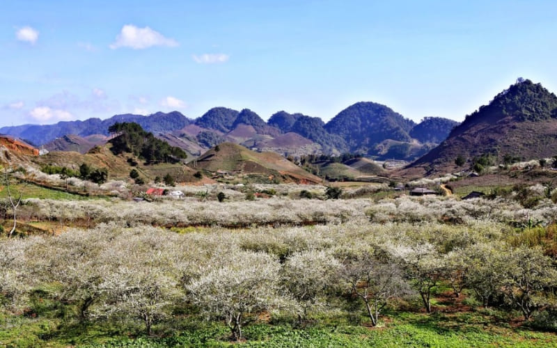 Lịch trình 2 ngày khám phá Mộc Châu trọn vẹn. Lịch trình 2 ngày khám phá Mộc Châu trọn vẹn.