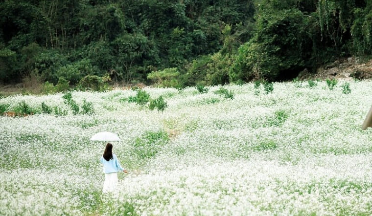 Mộc Châu tháng 11 có gì đẹp? Kinh nghiệm du lịch Mộc Châu tự túc