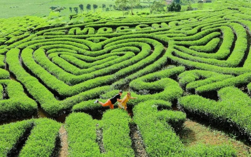 Đồi chè Mộc Châu trải dài xanh mướt. Đồi chè Mộc Châu trải dài xanh mướt.