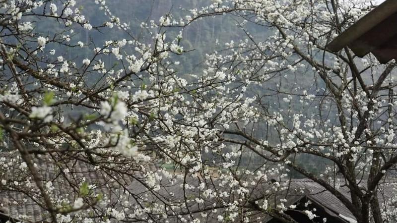 Mỗi mùa Hà Giang đều mang một vẻ đẹp riêng Mỗi mùa Hà Giang đều mang một vẻ đẹp riêng