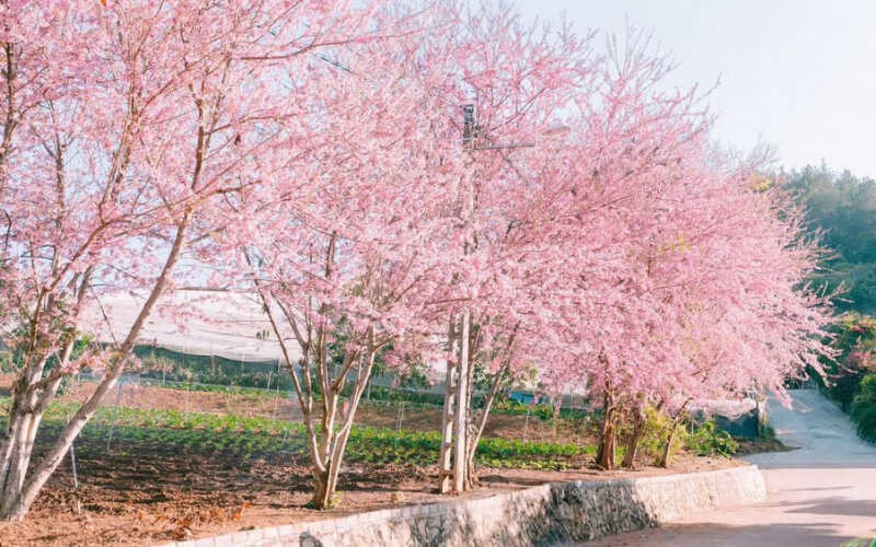 Mai Châu – vườn đào, cánh đồng mận nở trắng xóa Mai Châu – vườn đào, cánh đồng mận nở trắng xóa