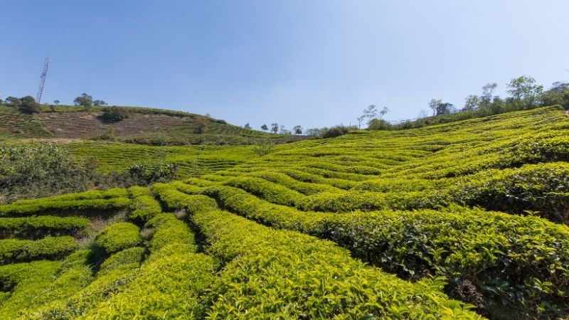 Đồi chè Cầu Đất Đồi chè Cầu Đất