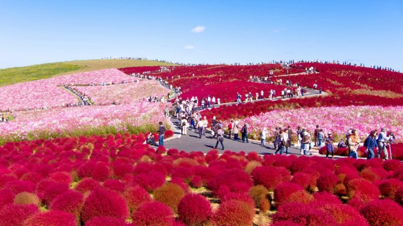 Mùa thu Nhật Bản có hoa gì? Mùa thu Nhật Bản có hoa gì?