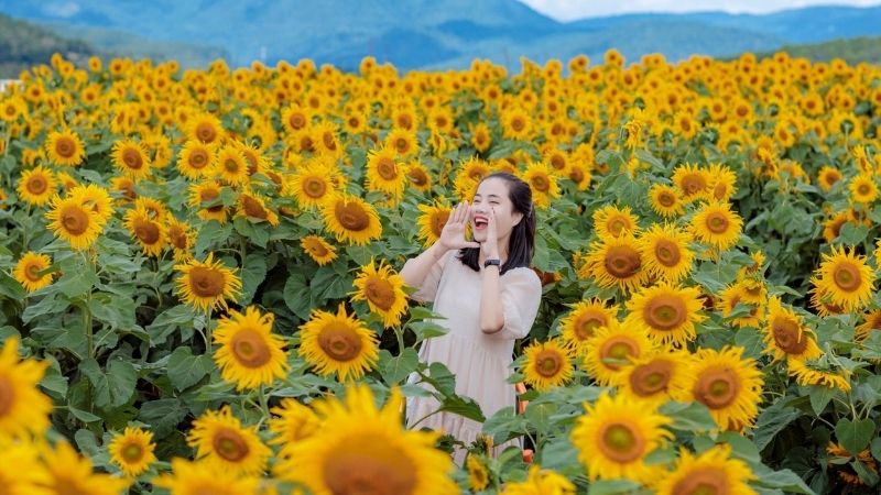 Hoa Hướng Dương