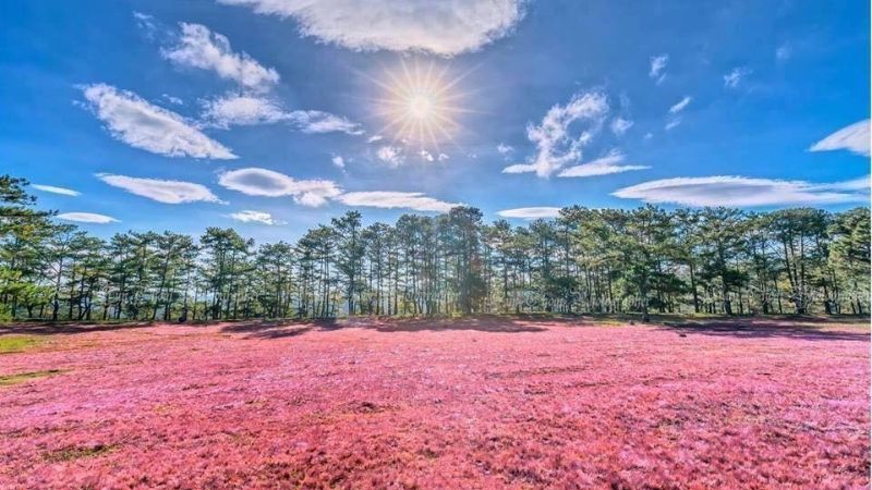Đồi Cỏ Hồng là điểm hẹn lãng mạn với thảm cỏ chuyển màu hồng hoặc trắng