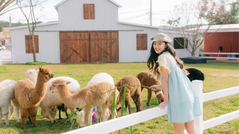 Nông trại Puppy Farm