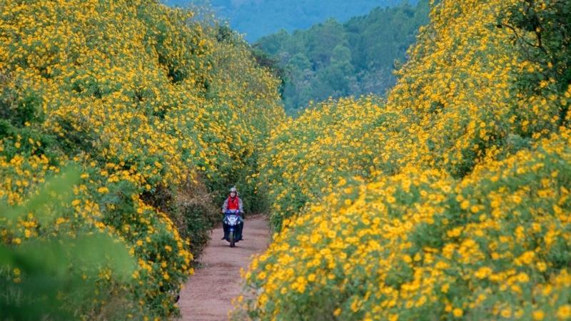 Mùa hoa dã quỳ tháng 10 - 12