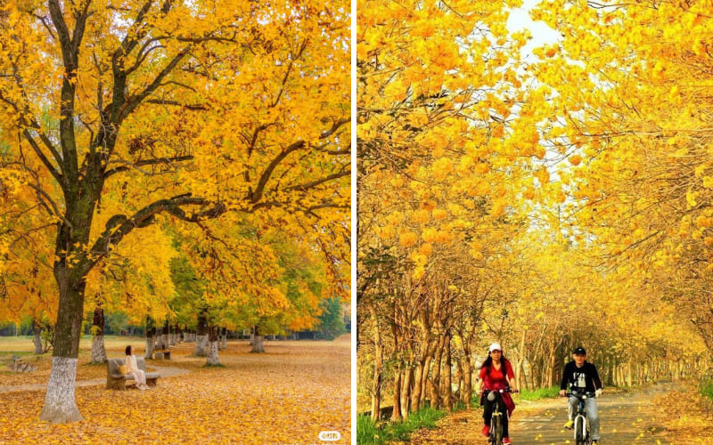Mùa thu lãng mạn qua những cặp đôi dạo phố lá vàng