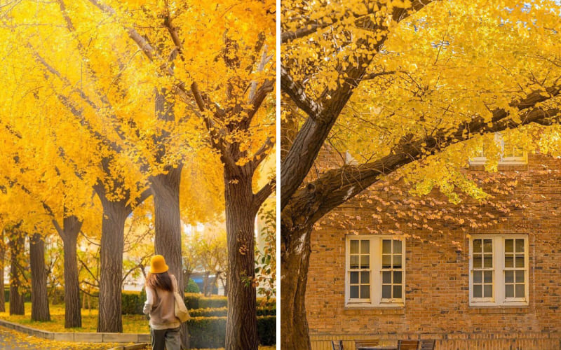 Thu bên đường lá vàng nổi bật