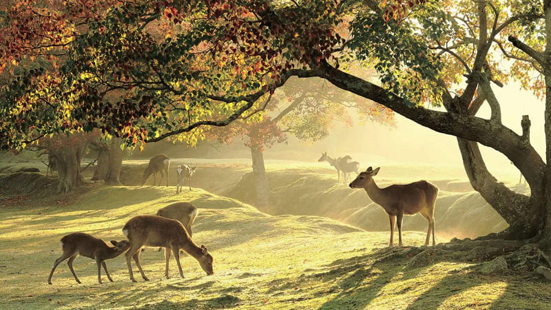 Mùa thu bình yên tại Nhật Bản