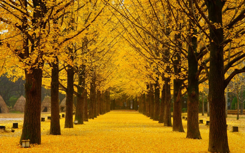 Rừng lá vàng đặc trưng mùa thu Hàn Quốc