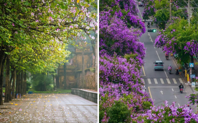 Cung đường hoa tím mùa thu