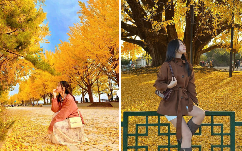 Canh thu lá vàng và cô gái