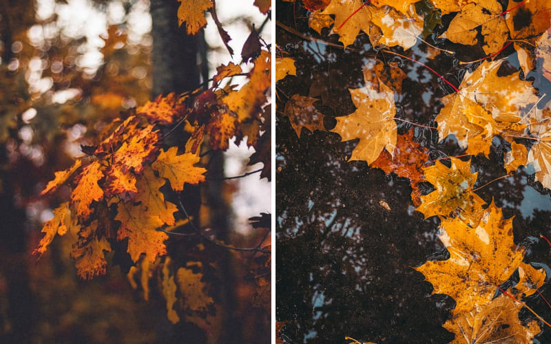 Mùa thu với những chiếc lá phong vàng