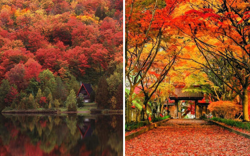 Mùa thu quá đẹp với rừng lá đỏ