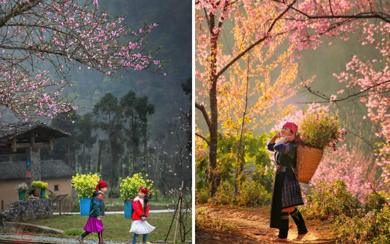 Mùa thu của các cô gái trên vùng Tây Bắc