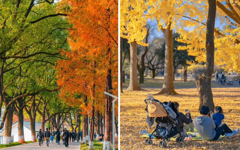 Mua thu với những hàng lá đầy màu sắc