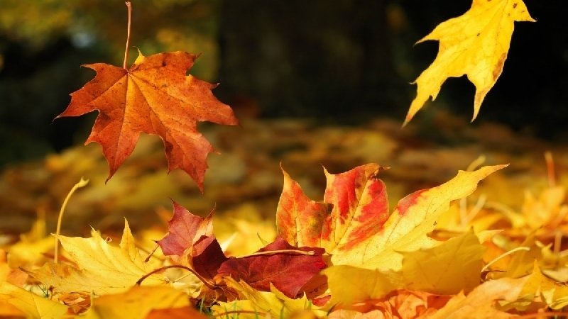 Thơ về tiết khí mùa Thu 1