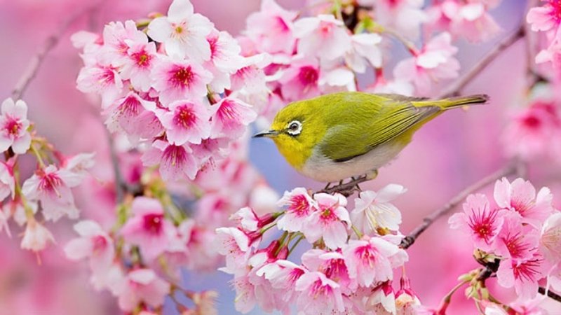 Thơ về tiết khí mùa Xuân 1