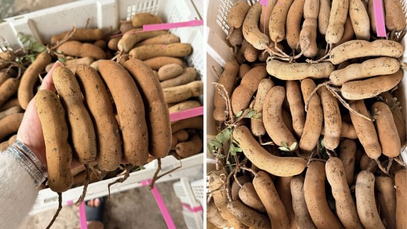 Các câu hỏi thường gặp về me Thái dốt bột