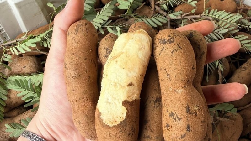 Giá me Thái dốt bột và nơi mua uy tín